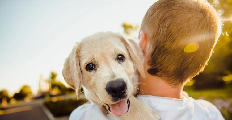 golden retriever