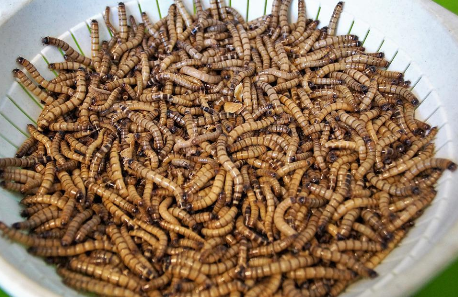 bowl of worms