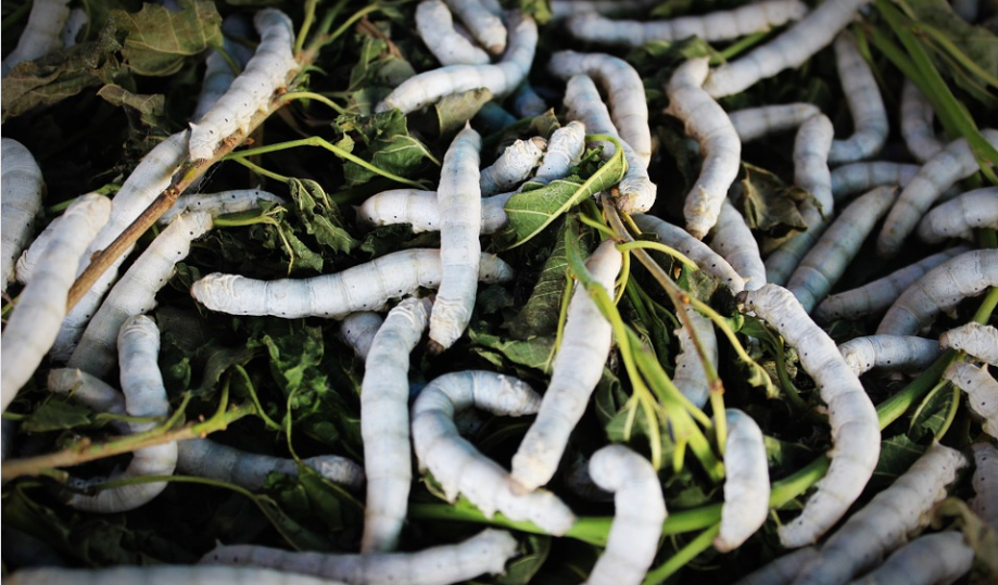 feeding worms